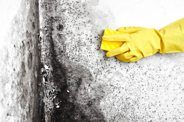 Best Asbestos and Lead Testing During Mold Inspection  in Miles, TX